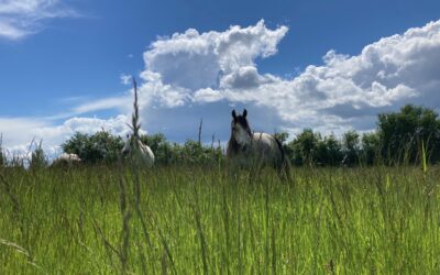 Se ressourcer avec les chevaux